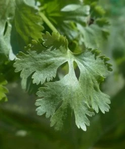 Roots Plants Herbs 3 Organic Coriander Plants