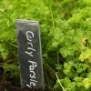 Roots Plants 3 Organic Curly Parsley Plants Herbs