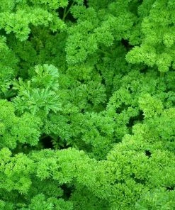 Roots Plants 3 Organic Curly Parsley Plants Herbs
