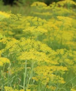 Roots Plants 3 Organic Fernleaf Dill Plants Herbs