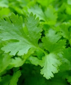 Roots Plants 3 Organic Flat Leaf Parsley Plants Herbs