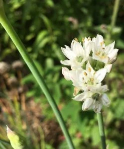 Roots Plants 3 Organic Garlic Chives Plants