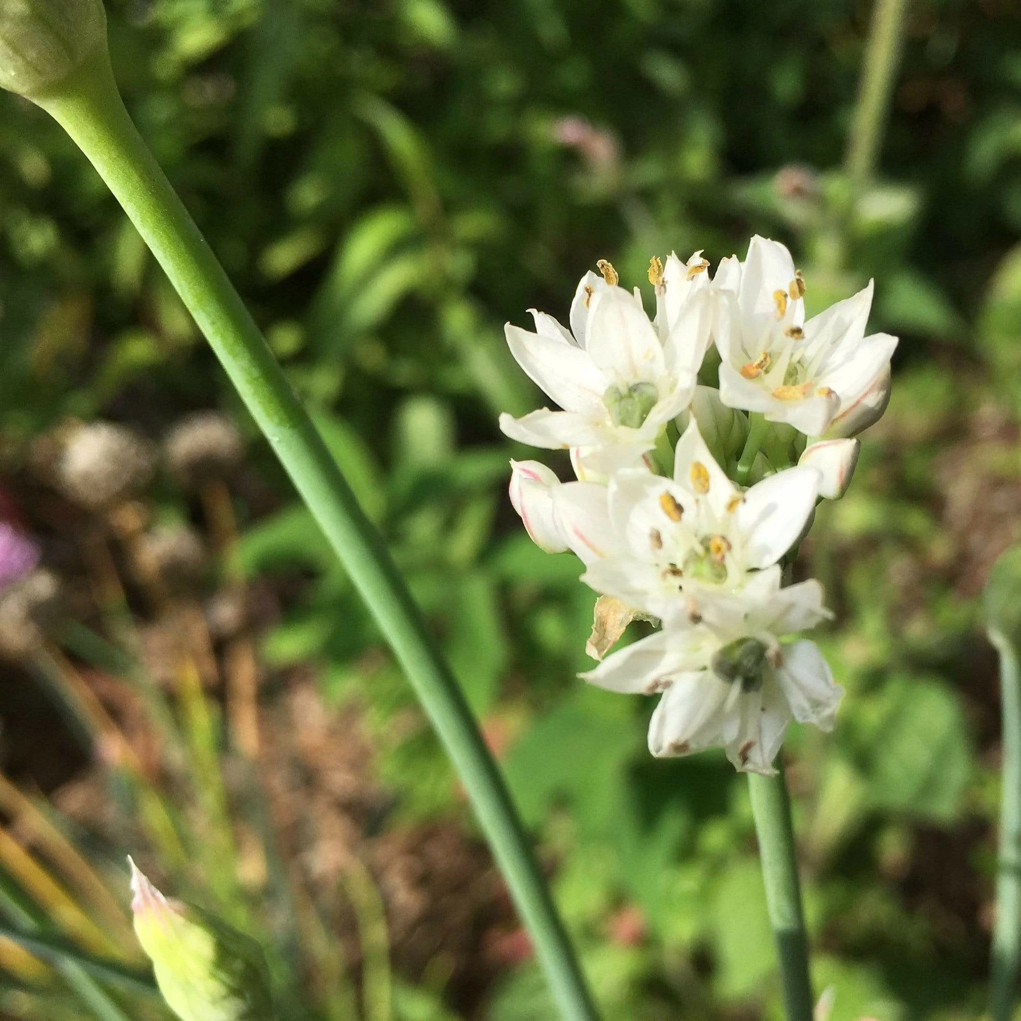 Roots Plants 3 Organic Garlic Chives Plants 3 Roots Plants 3 Organic Garlic Chives Plants