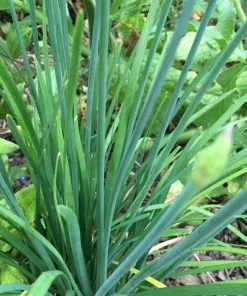 Roots Plants 3 Organic Garlic Chives Plants 7 Roots Plants 3 Organic Garlic Chives Plants