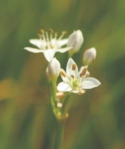 Roots Plants 3 Organic Garlic Chives Plants 8 Roots Plants 3 Organic Garlic Chives Plants