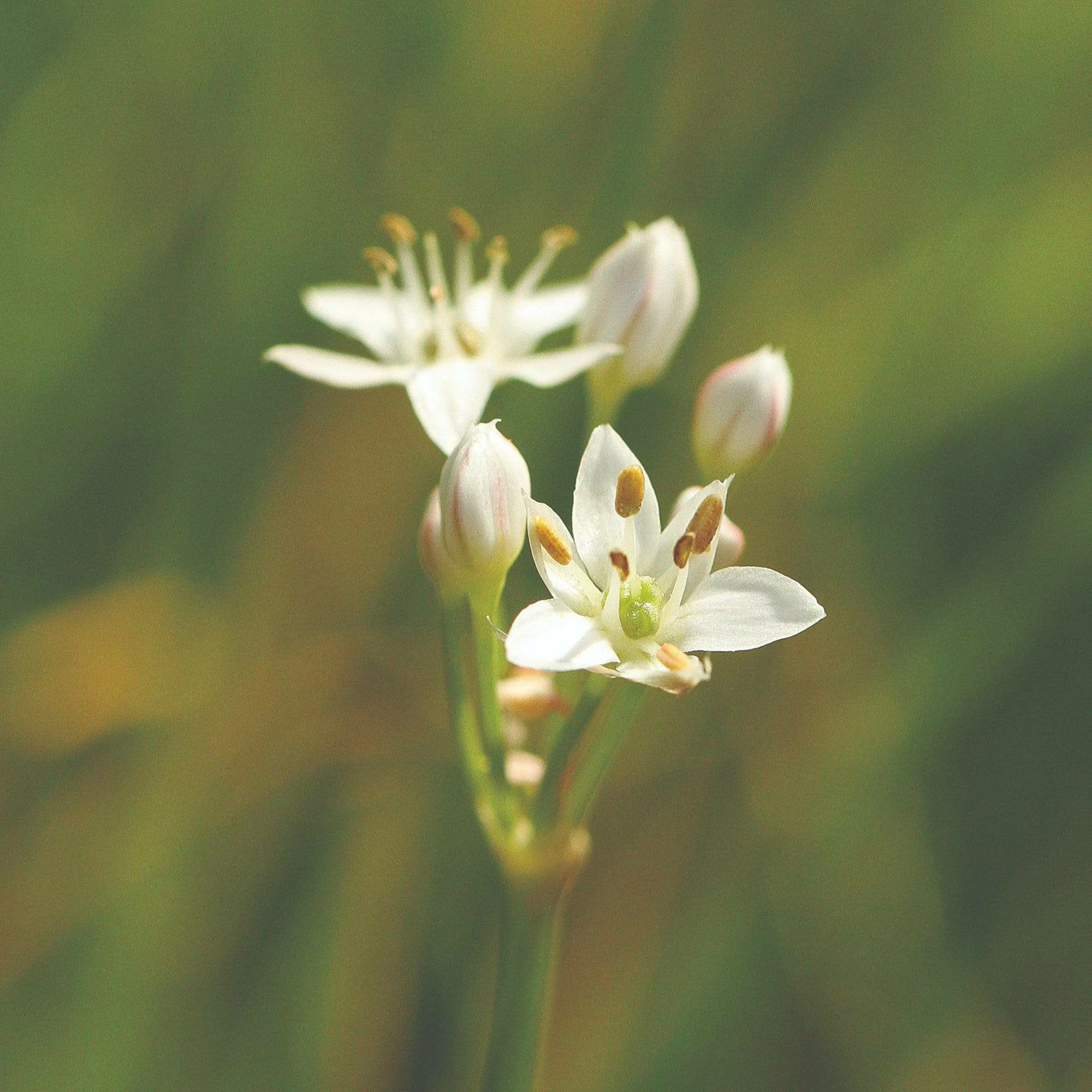 Roots Plants 3 Organic Garlic Chives Plants 5 Roots Plants 3 Organic Garlic Chives Plants