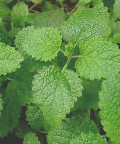 Roots Plants 3 Organic Lemon Balm Plants Herbs