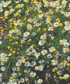 Roots Plants Herbs 3 Organic Chamomile Plants