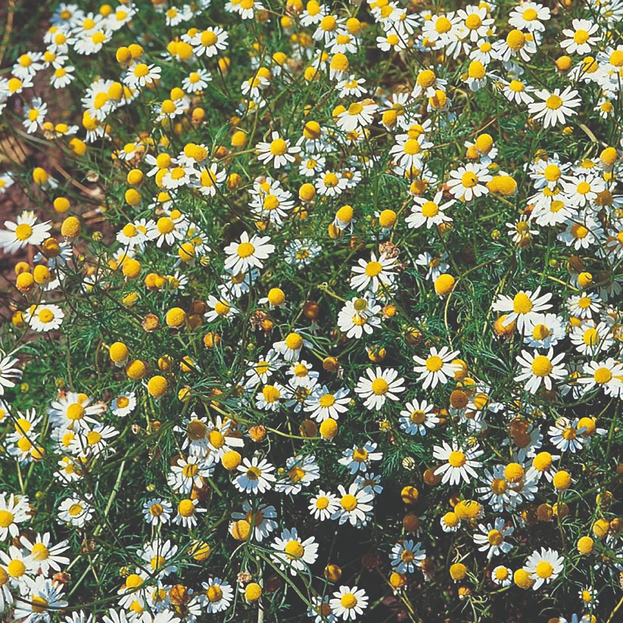 Roots Plants Herbs 3 Organic Chamomile Plants 3 Roots Plants Herbs 3 Organic Chamomile Plants