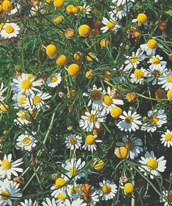 Roots Plants Herbs 3 Organic Chamomile Plants