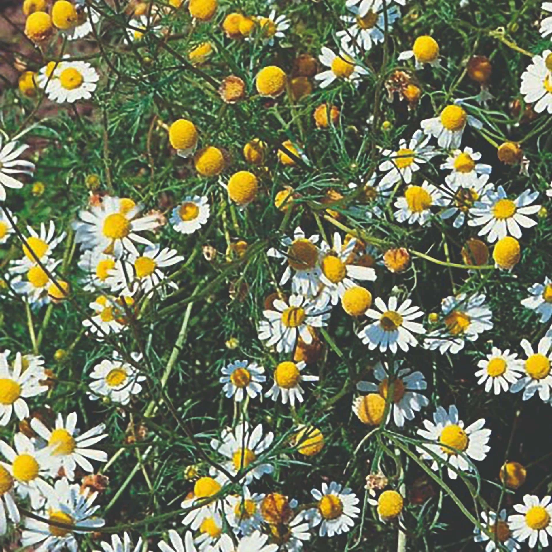 Roots Plants Herbs 3 Organic Chamomile Plants 4 Roots Plants Herbs 3 Organic Chamomile Plants