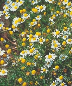 Roots Plants Herbs 3 Organic Chamomile Plants 8 Roots Plants Herbs 3 Organic Chamomile Plants