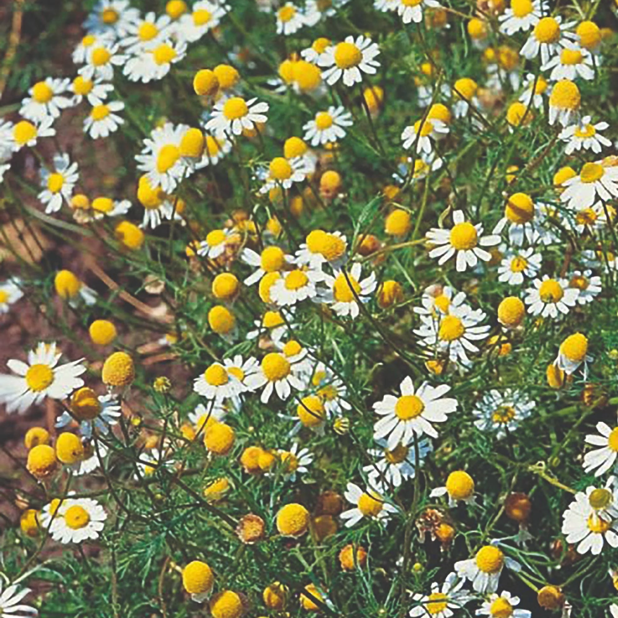 Roots Plants Herbs 3 Organic Chamomile Plants 5 Roots Plants Herbs 3 Organic Chamomile Plants