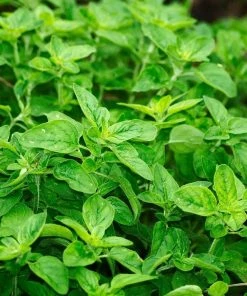 Roots Plants 3 Organic Greek Oregano Plants Herbs