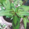 Roots Plants 3 Organic Vietnamese Coriander Plants Herbs