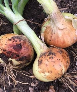 Roots Plants 20 Organic 'Bedfordshire Champion' Onion Plants