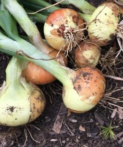 Roots Plants 20 Organic 'Bedfordshire Champion' Onion Plants