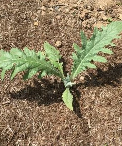 Roots Plants Brassicas & Leafy Greens 5 Organic 'Green Globe' Artichokes Plants