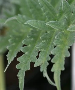 Roots Plants Brassicas & Leafy Greens 5 Organic 'Green Globe' Artichokes Plants 7 Roots Plants Brassicas & Leafy Greens 5 Organic 'Green Globe' Artichokes Plants