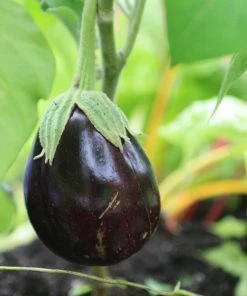 Roots Plants 5 Organic 'Black Beauty' Aubergine Plants