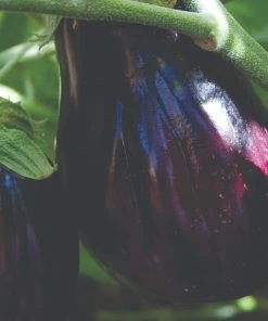 Roots Plants 5 Organic 'Black Beauty' Aubergine Plants