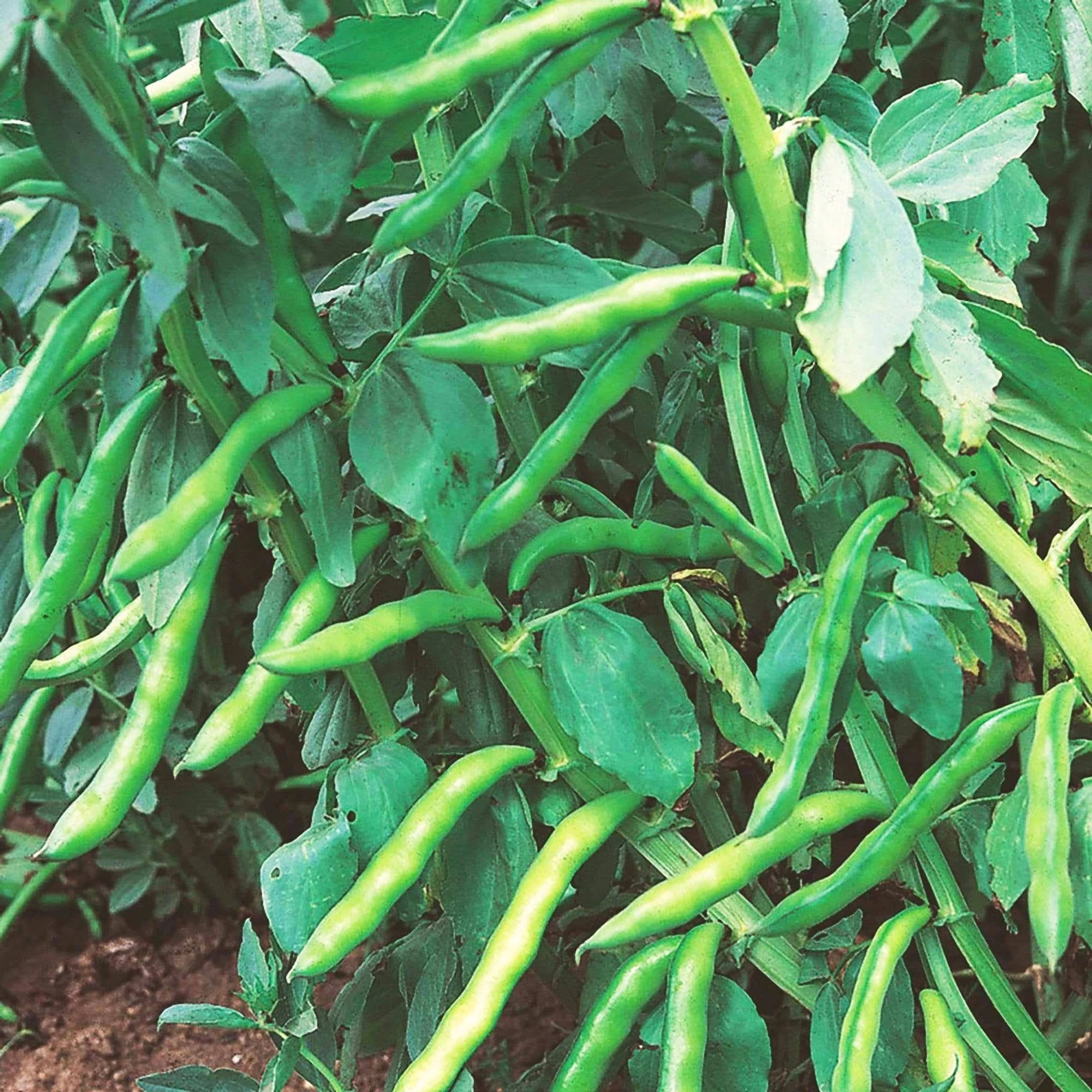 Roots Plants 10 Organic 'Aquadulce Claudia' Broad Bean Plants Peas & Beans 6 Roots Plants 10 Organic 'Aquadulce Claudia' Broad Bean Plants Peas & Beans