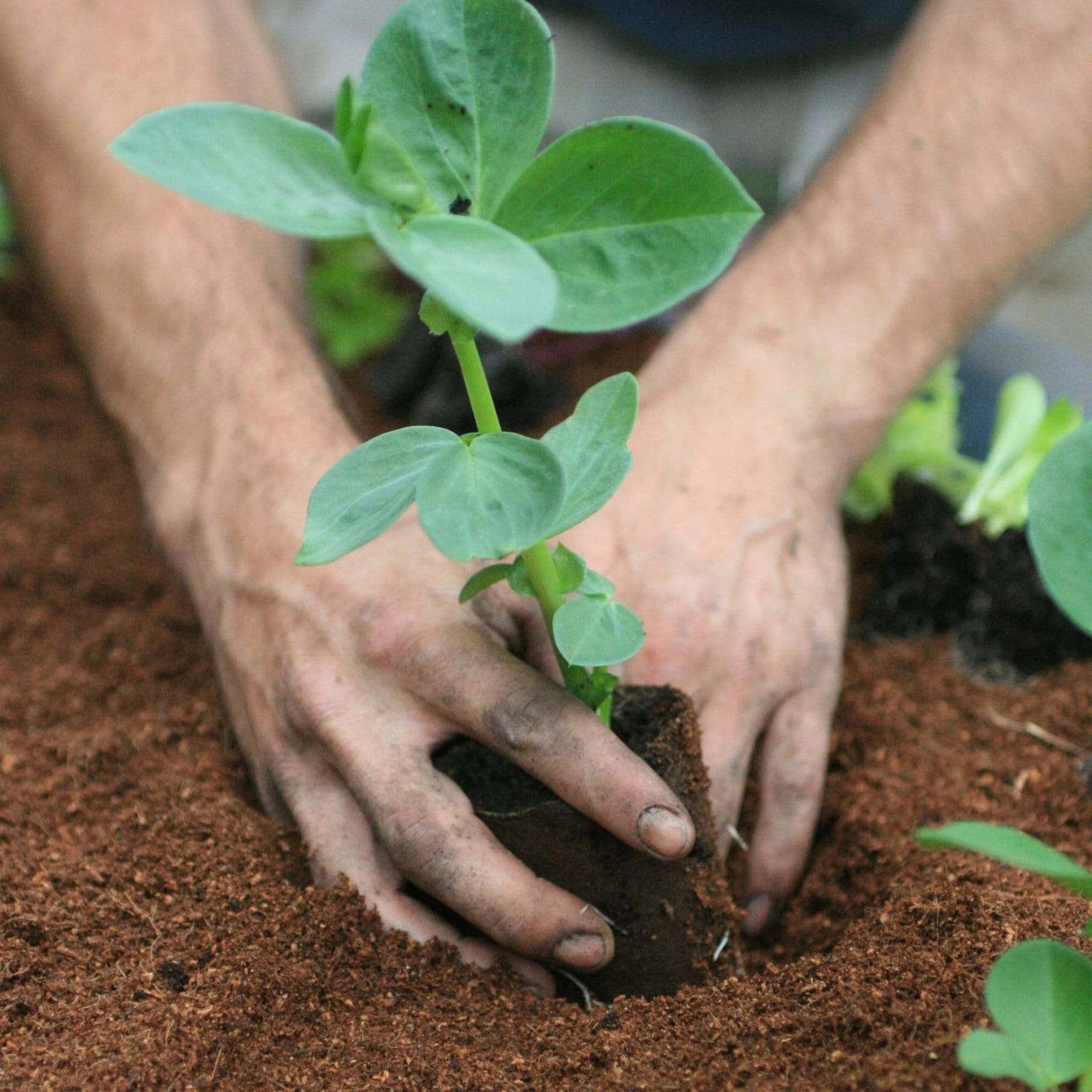 Roots Plants 10 Organic 'Aquadulce Claudia' Broad Bean Plants Peas & Beans 9 Roots Plants 10 Organic 'Aquadulce Claudia' Broad Bean Plants Peas & Beans