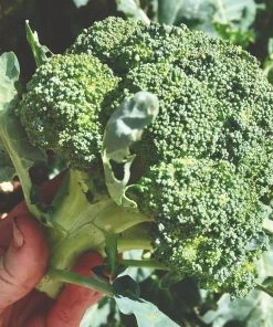Roots Plants Brassicas & Leafy Greens 20 Best Broccoli Plants Collection | Growers Choice