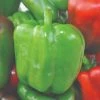 Roots Plants 3 Organic 'Californian Wonder' Sweet Pepper Plants 2 Roots Plants 3 Organic 'Californian Wonder' Sweet Pepper Plants