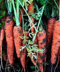 Roots Plants 10 Organic 'Early Nantes' Carrots Plants Root Vegetables