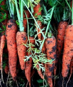 Roots Plants Organic Root Veg Collection | 50 Plants