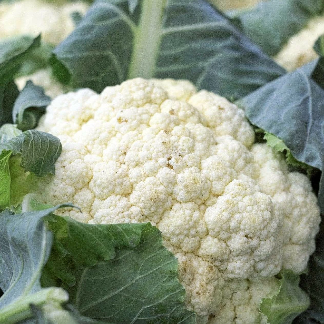 Roots Plants 10 Organic All Year Round Cauliflower Plants Brassicas & Leafy Greens 3 Roots Plants 10 Organic All Year Round Cauliflower Plants Brassicas & Leafy Greens