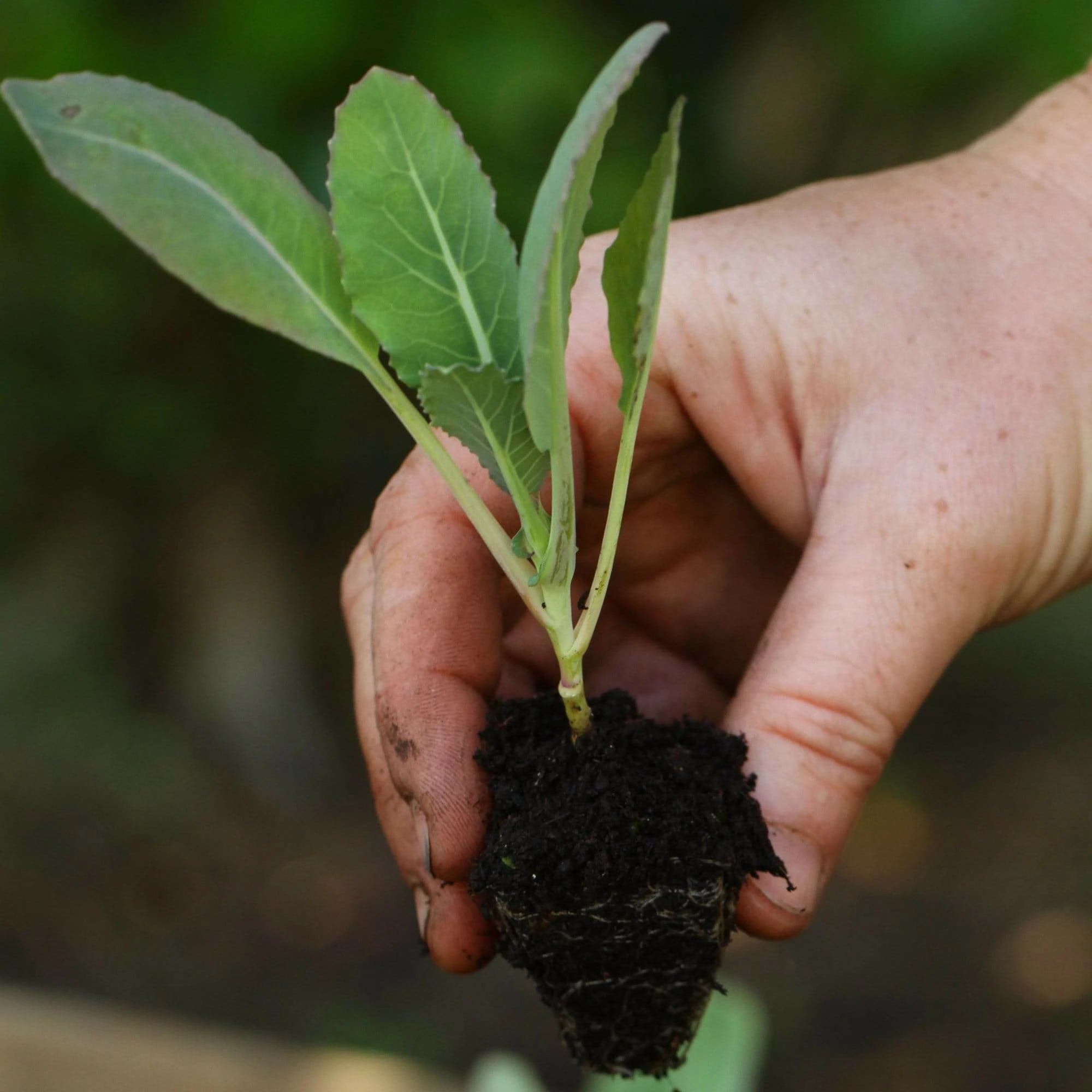 Roots Plants 10 Organic All Year Round Cauliflower Plants Brassicas & Leafy Greens 4 Roots Plants 10 Organic All Year Round Cauliflower Plants Brassicas & Leafy Greens