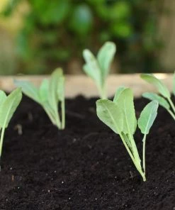 Roots Plants 10 Organic All Year Round Cauliflower Plants Brassicas & Leafy Greens 8 Roots Plants 10 Organic All Year Round Cauliflower Plants Brassicas & Leafy Greens