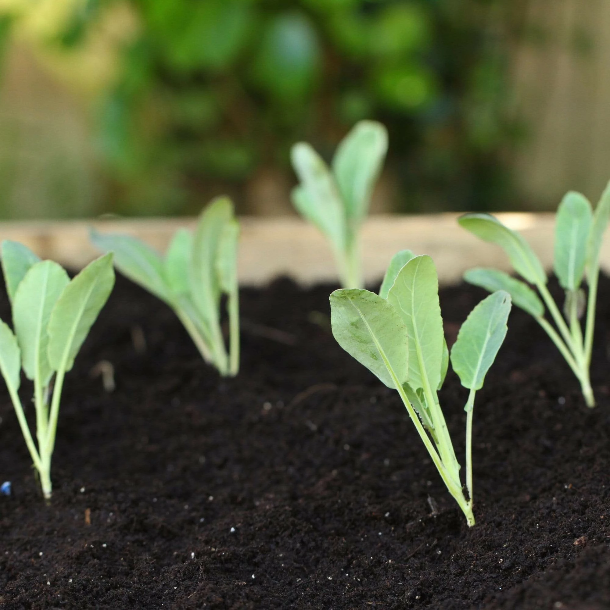 Roots Plants 10 Organic All Year Round Cauliflower Plants Brassicas & Leafy Greens 5 Roots Plants 10 Organic All Year Round Cauliflower Plants Brassicas & Leafy Greens