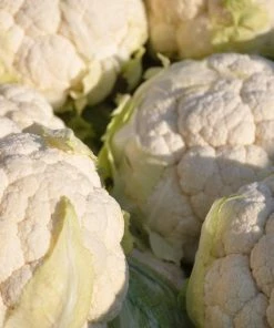 Roots Plants 10 Organic All Year Round Cauliflower Plants Brassicas & Leafy Greens 9 Roots Plants 10 Organic All Year Round Cauliflower Plants Brassicas & Leafy Greens