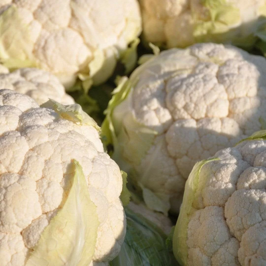 Roots Plants 10 Organic All Year Round Cauliflower Plants Brassicas & Leafy Greens 6 Roots Plants 10 Organic All Year Round Cauliflower Plants Brassicas & Leafy Greens