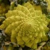 Roots Plants Brassicas & Leafy Greens 10 Organic 'Romanesco' Cauliflower Plants 1 Roots Plants Brassicas & Leafy Greens 10 Organic 'Romanesco' Cauliflower Plants