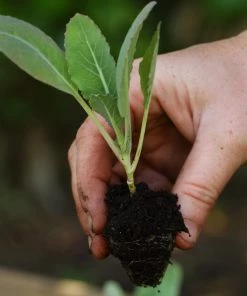 Roots Plants Brassicas & Leafy Greens 10 Organic 'Romanesco' Cauliflower Plants