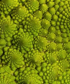 Roots Plants Brassicas & Leafy Greens 10 Organic 'Romanesco' Cauliflower Plants