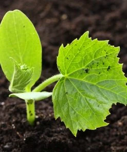 Roots Plants 3 Organic 'Crystal Lemon' Cucumber Plants Cucumbers 15 Roots Plants 3 Organic 'Crystal Lemon' Cucumber Plants Cucumbers