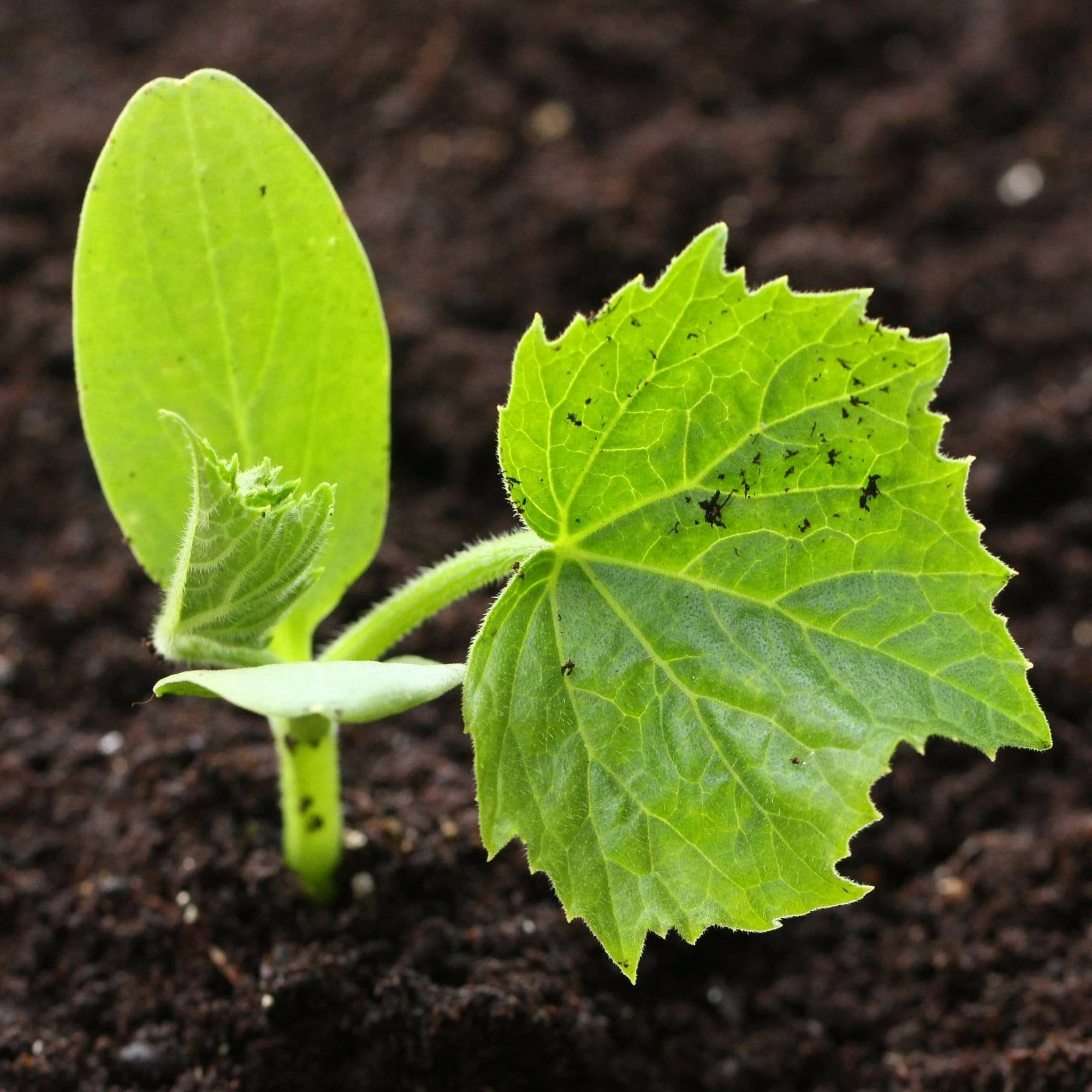 Roots Plants 3 Organic 'Crystal Lemon' Cucumber Plants Cucumbers 9 Roots Plants 3 Organic 'Crystal Lemon' Cucumber Plants Cucumbers