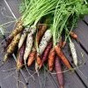 Roots Plants 10 Organic Colourful Carrot Plants Root Vegetables 1 Roots Plants 10 Organic Colourful Carrot Plants Root Vegetables