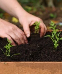 Roots Plants 10 Organic Colourful Carrot Plants Root Vegetables