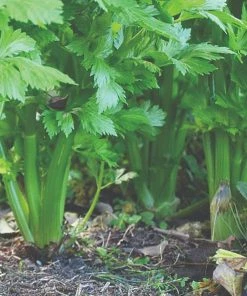 Roots Plants 10 Organic 'Green Utah' Celery Plants