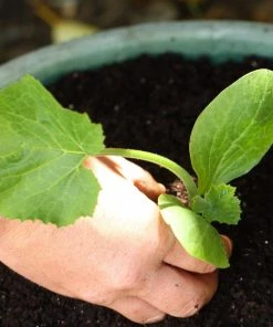 Roots Plants 3 Organic 'Atena Polka' Yellow Courgette Plants Courgettes