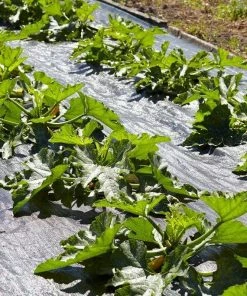 Roots Plants Courgettes 3 Organic 'Tondo Chiaro Di Nizza' Courgette Plants