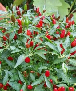 Roots Plants 3 Organic'Birds Eye' Chilli Plants Chillies & Sweet Peppers