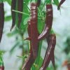 Roots Plants 3 Organic 'Cayenne Long Slim' Chilli Plants