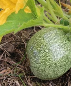 Roots Plants Courgettes 3 Organic 'Tondo Chiaro Di Nizza' Courgette Plants
